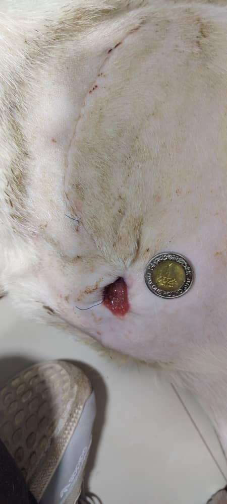 التئام جرح عزوز